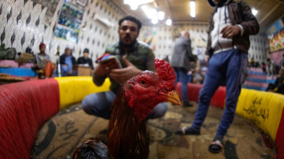 Las peleas de gallos se perpet&uacute;an desde hace d&eacute;cadas en el sur de Irak