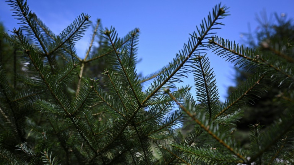 Christmas brings bad tidings for endangered Guatemalan fir 