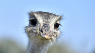 Trotz Luftaufkl&auml;rung mit Drohnen: Entlaufener Nandu in Niedersachsen verschollen