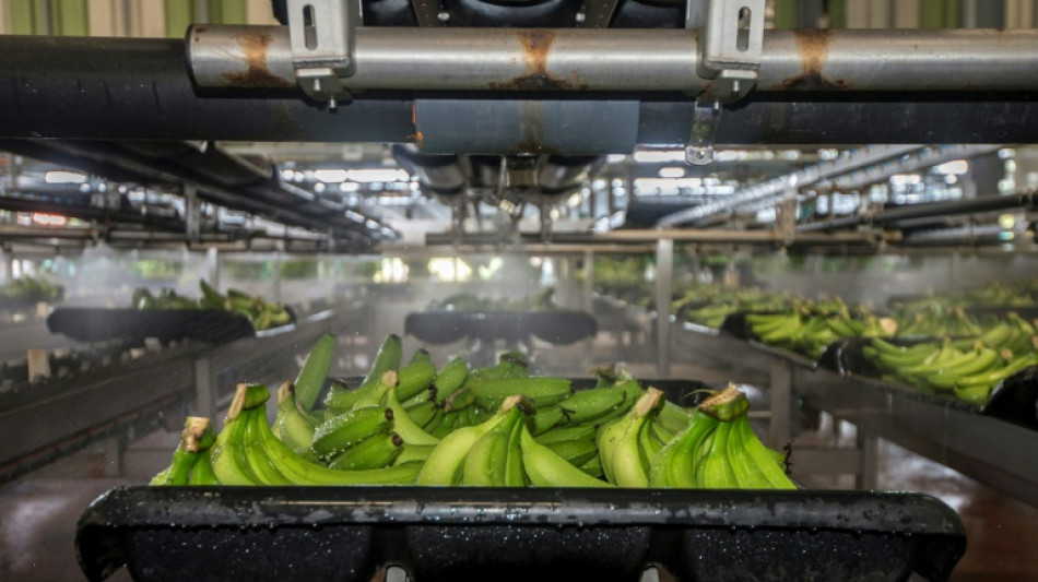 En las Antillas francesas, la producción bananera quiere ser verde