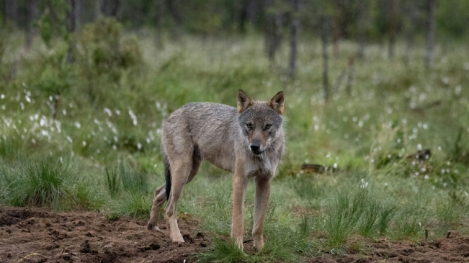 In Müllsäcken verpackte Körperteile von totem Wolf in Mittellandkanal entdeckt
