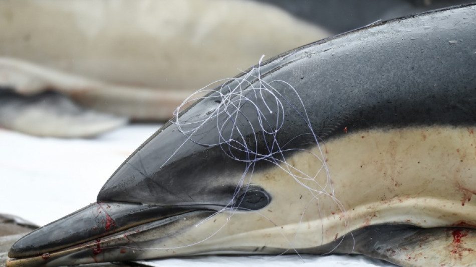 Dauphins: un mois sans p&ecirc;che et des d&eacute;rogations dans le Golfe de Gascogne