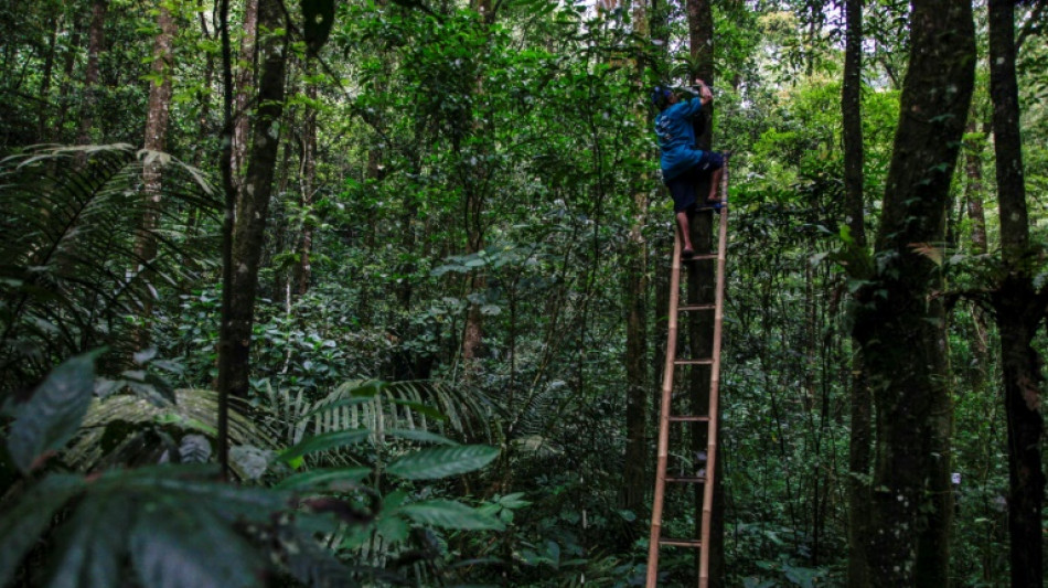 'Crowns of the forest': Indonesian helps orchids bloom again