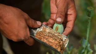 El cultivo de opio en Afganistán se redujo un 20% en 2025, según la ONU