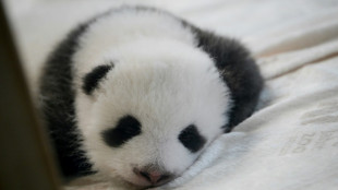 Entr&eacute;e en sc&egrave;ne des b&eacute;b&eacute;s pandas jumeaux au zoo de Berlin