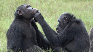 Des insectes dans la plaie: l'étrange habitude de chimpanzés du Gabon