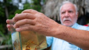 Guain&iacute;a, la regi&oacute;n colombiana que decora los acuarios del mundo