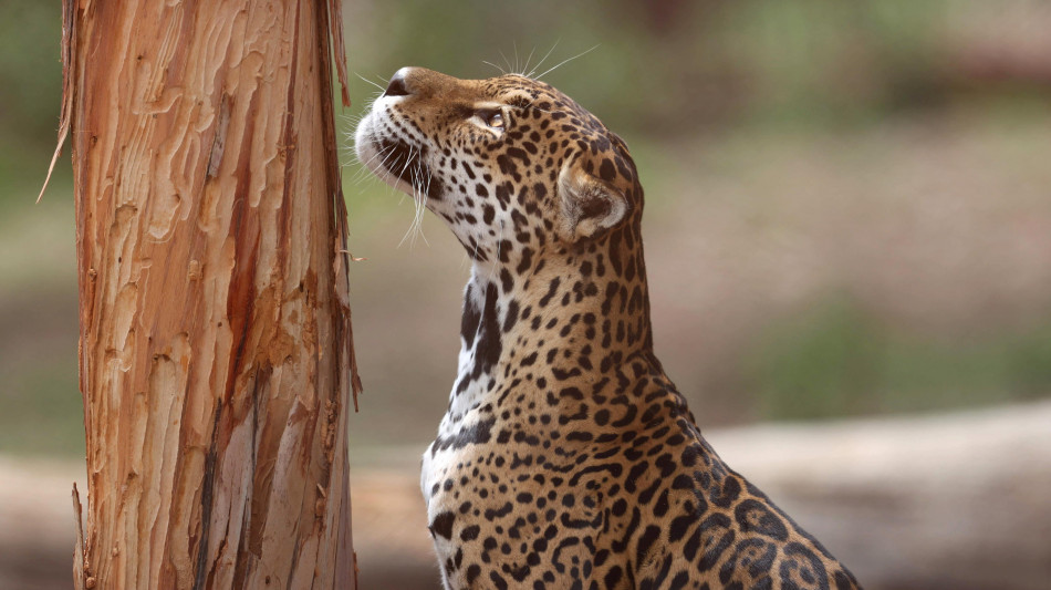 Giaguaro nuota per oltre 1 km, &egrave; record per la specie