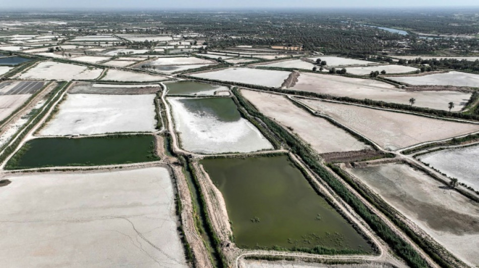 Trop gourmandes en eau, les fermes piscicoles d'Irak mises au r&eacute;gime sec