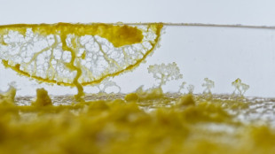 Edition: "Moi le blob" remporte le prix "Go&ucirc;t des sciences"