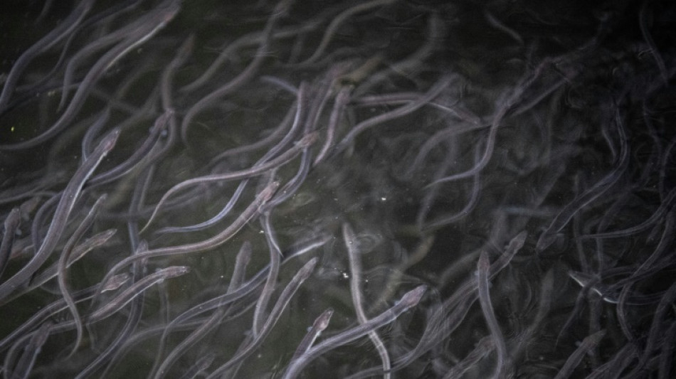 285.000 Aale sollen in Berliner Fl&uuml;ssen ausgesetzt werden