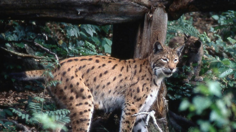 Avec 150 lynx sur son territoire, la France publie un plan pour les prot&eacute;ger