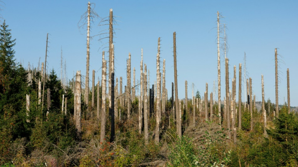 20 Waldbr&auml;nde bei Viersen - Mitglieder von Freiwilliger Feuerwehr festgenommen