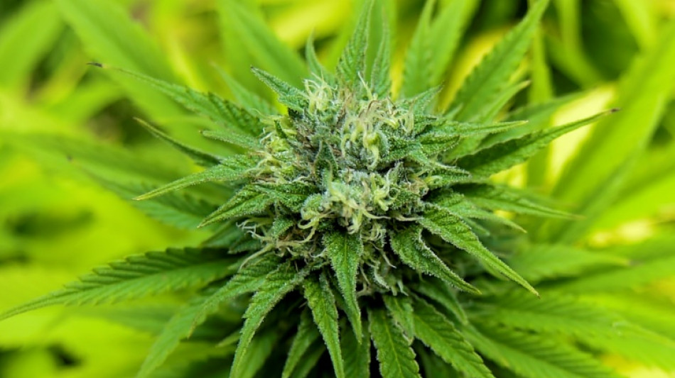 US-Repräsentantenhaus stimmt erneut für Legalisierung von Cannabis