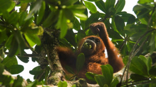 La Malaisie veut s'essayer à la "diplomatie de l'orang-outan"