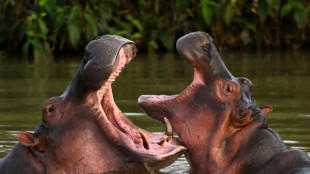 Film imagines inner life of kingpin Escobar's prized hippo