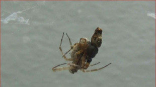 Las arañas macho que se catapultan después del sexo para evitar la muerte