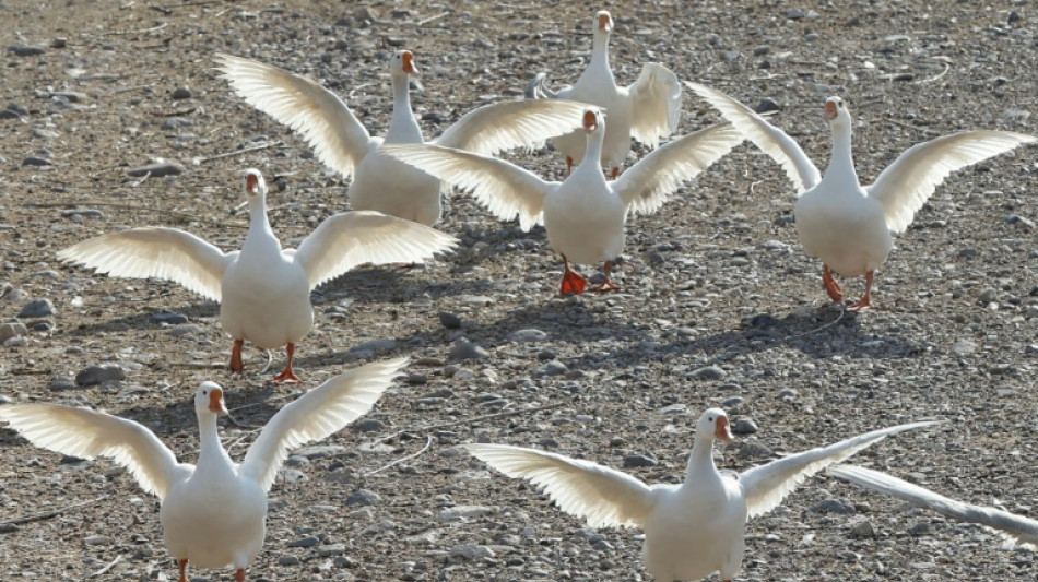 Polizei rettet G&auml;nsefamilie von Autobahn-Rastst&auml;tte