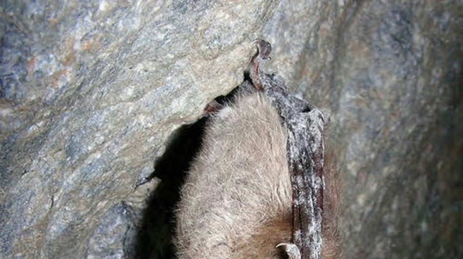 La mort de chauves-souris a entra&icirc;n&eacute; une hausse de l'utilisation de pesticides et des morts de nourrissons