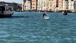 Un delfino a Venezia, 'non avvicinatevi'