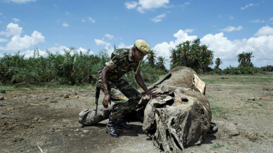 La sequ&iacute;a diezma a la fauna de los parques nacionales en Kenia