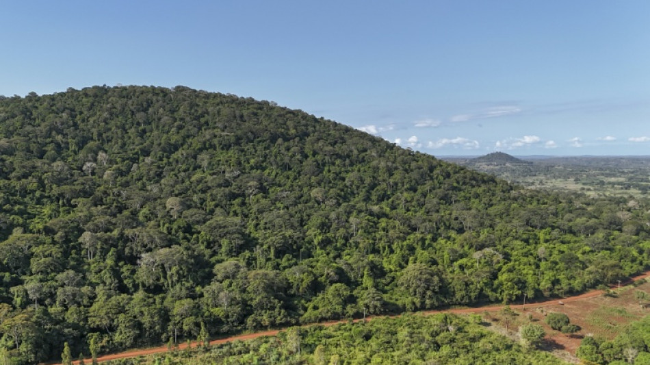 Au Kenya, cinq petits villages et une for&ecirc;t au c&oelig;ur de la course mondiale aux terres rares