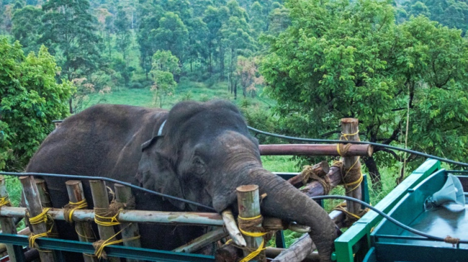 Inde: capture d'un &eacute;l&eacute;phant sauvage meurtrier et amateur de riz