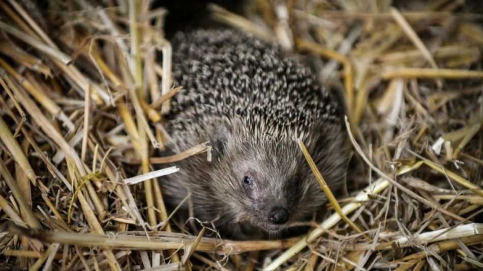 Dans l'Essonne, un sanctuaire pour h&eacute;rissons menac&eacute;s par la chaleur