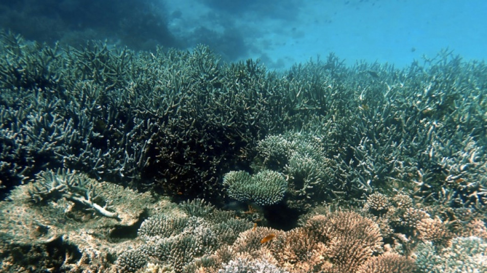 Dans le lagon de Mayotte apr&egrave;s Chido, il faudra "10 &agrave; 15 ans" pour retrouver des r&eacute;cifs coralliens &agrave; l'identique