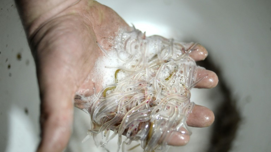 Val-de-Marne: jusqu'à cinq ans de prison ferme pour un trafic de civelles