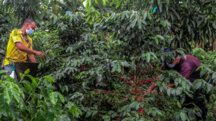 Moins de droits de douane sur le caf&eacute; et les bananes ? Washington semble y songer