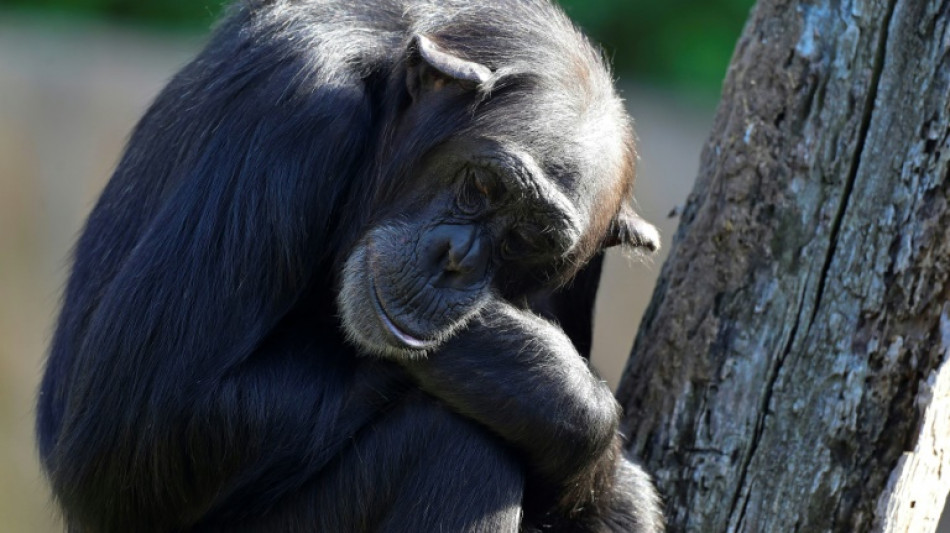Cient&iacute;ficos ponen en entredicho la "paradoja del mono sabio"