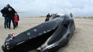 Pas-de-Calais: une baleine à bosse de presque dix mètres s'échoue