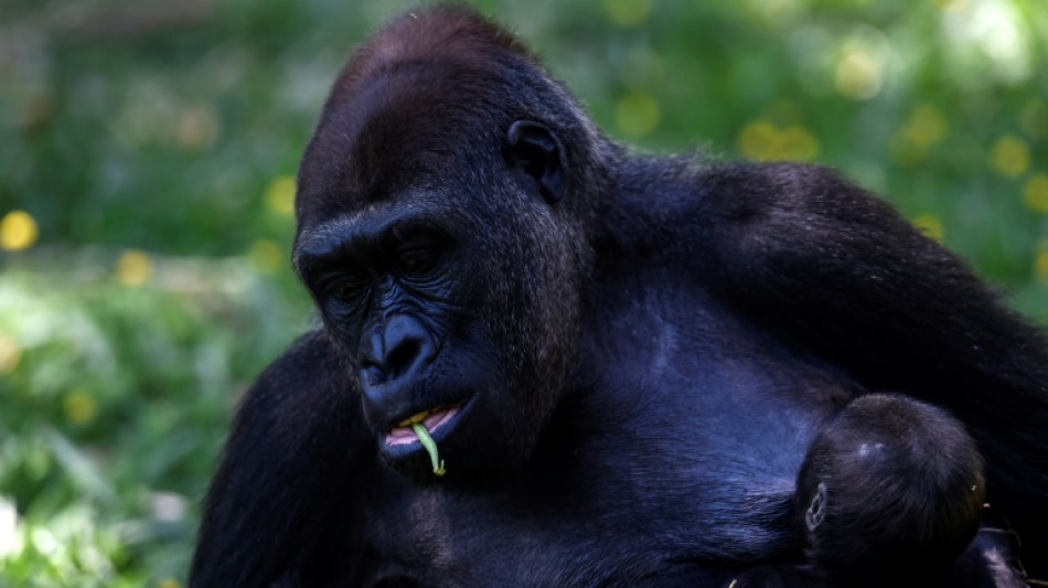 Gorilla Kio stirbt in Leipziger Zoo - Kreislaufversagen w&auml;hrend Untersuchung