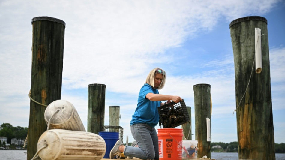 US oyster gardeners rebuild nature's own water-cleaning system
