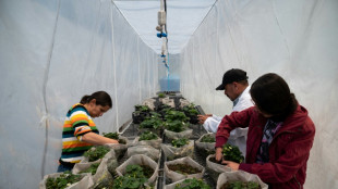 Laboratório da batata na Venezuela para a soberania em sementes