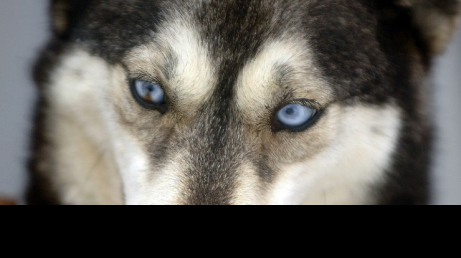 Hund in Brunnenschacht gefallen: Neunst&uuml;ndige Rettungsaktion in Baden-W&uuml;rttemberg