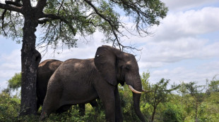 Elefante mata turista no Parque Kruger
