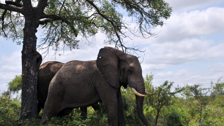 Un elefante mata a un turista en Sud&aacute;frica