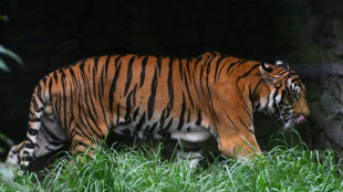 Poblaci&oacute;n de tigres salvajes de Nepal casi se triplic&oacute; en 12 a&ntilde;os