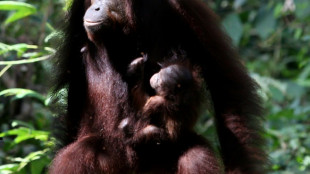Científicos revelan que un orangután silvestre se curó una herida con un ungüento que el mismo produjo