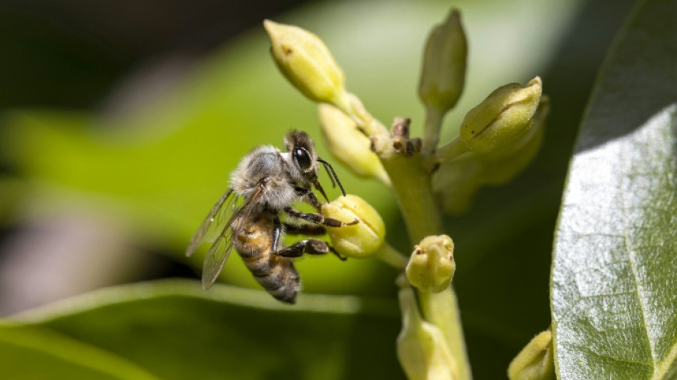 La naturaleza hace avanzar a la tecnolog&iacute;a con br&uacute;julas inspiradas en insectos y robots pangolines