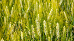 Istituita la Commissione Unica Nazionale (Cun) Grano duro