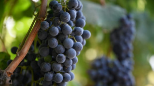 En Chine, le monde viticole &agrave; l'&eacute;preuve du changement climatique