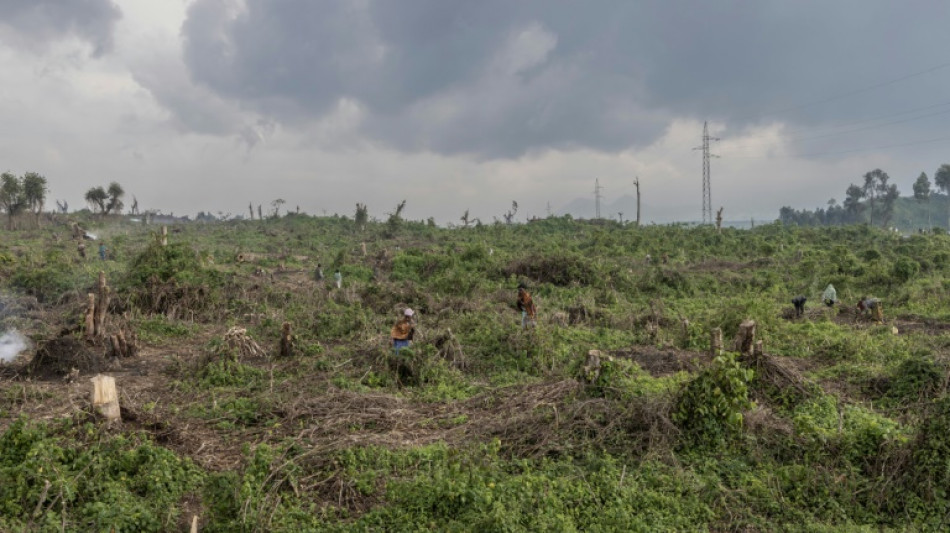 La deforestaci&oacute;n avanza en el este de RD Congo, bajo la presi&oacute;n de milicianos y desplazados