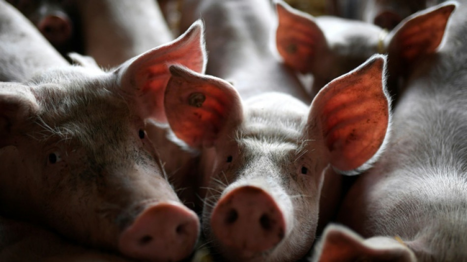 Bauernpräsident warnt vor Niedergang der Tierzucht in Deutschland