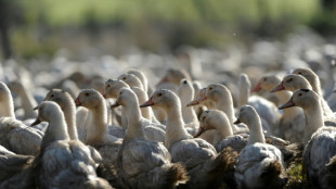 Abattages massifs de volailles dans le Sud-Ouest pour endiguer la grippe aviaire