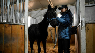 En Chine, un cheval clon&eacute; ouvre un nouvel avenir pour les sports &eacute;questres