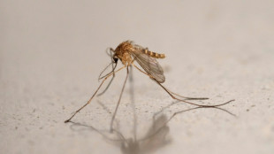 Virus du Nil occidental : nombre de cas record dans l'Hexagone et cinq d&eacute;c&egrave;s dont l'imputabilit&eacute; est &agrave; v&eacute;rifier