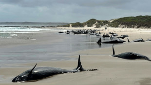 Australie: un banc de 157 dauphins s'&eacute;choue sur une plage de Tasmanie